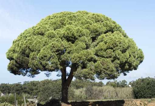 big pine tree on sand road in the portugal area Algarve with blue summer sky