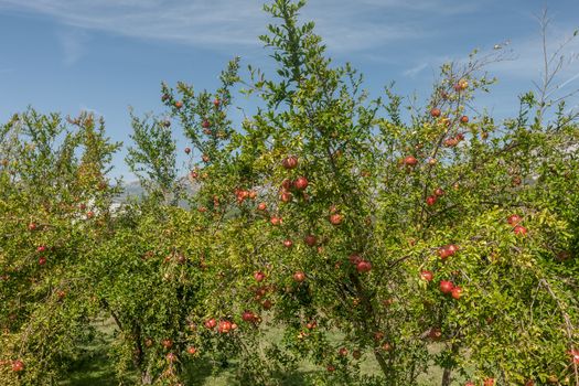 The wild pomegranates on the tree. Montenegro. 
