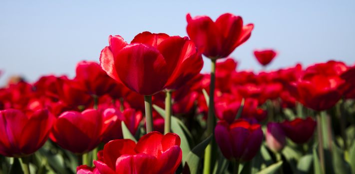 Garden of tulips, spring colorful vivid theme