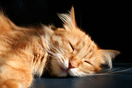 Muzzle sleeping ginger cat lying on the dark - blue surface