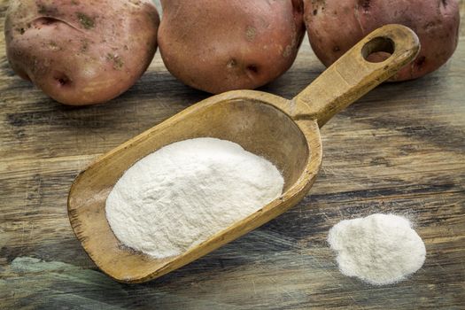 wooden rustic scoop of potato flour with a row of red potatoes in background