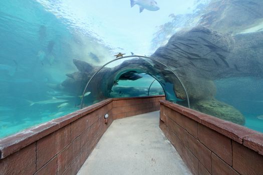 Looking through an Aquarium tunnel with fish