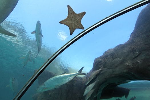 A Starfish on the glass of an aquarium tunnel