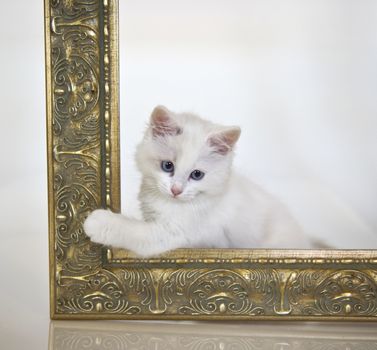 Image of a cute kitten by a gold frame