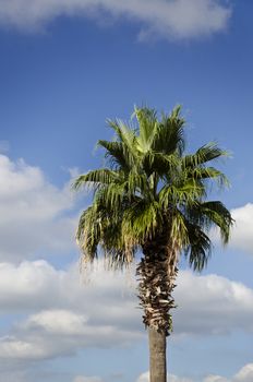 Image of a palm tree with blue sky and clouds