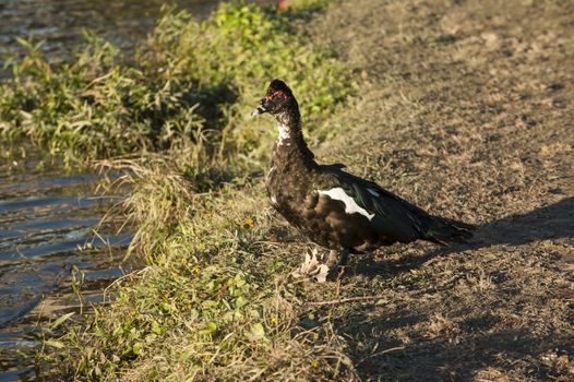 Image of a very ugly bird lakeside