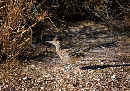Image of a roadrunner on the side of the road