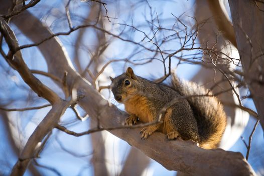 Image of a squirrel