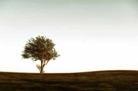 Image of a single tree on the horizon