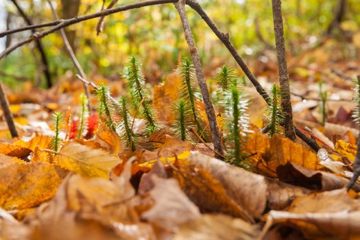 Forest floor closeup, tiny new growth break through the deep golden leaf ground cover.