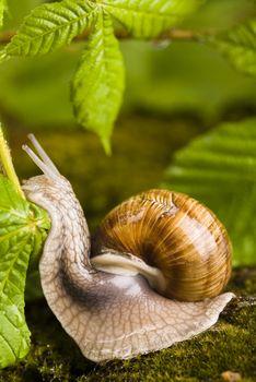 Snail, a slow animal that is covered by a shell