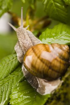 Snail on moss, natural concept saturated colors