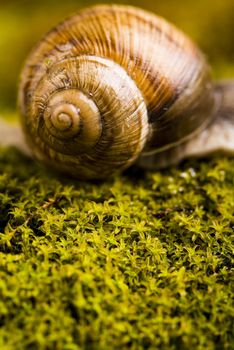 Snail, natural concept saturated colors