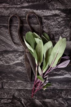 Culinary sage with old scissors on black background, top view. Culinary herbs.