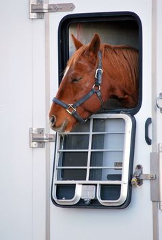 Horse in trailer outdoors.