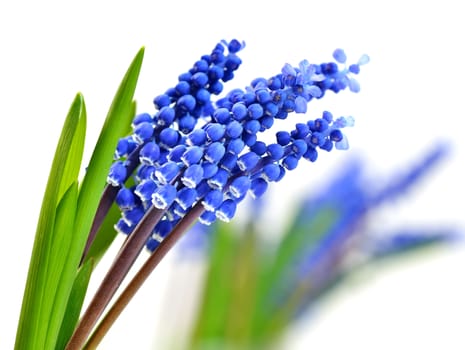 Small blue flowers Muscari on blurry background