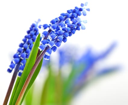 Small blue flowers Muscari on blurry backrgound