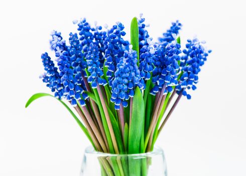 Small blue flowers Muscari in vase isolated on white background