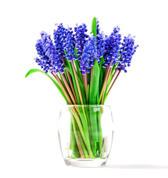 Small blue flowers isolated on white background. Muscari inflorescence.