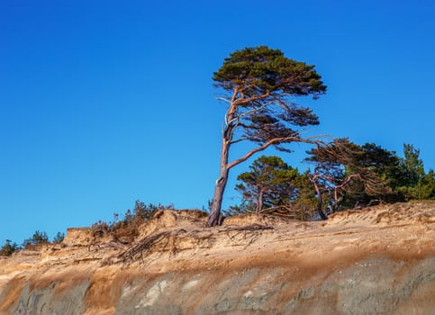 Pine on the background of a sandy cliff and blue sky