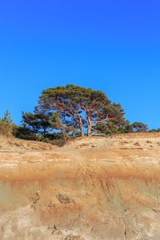 Pine on the background of a sandy cliff and blue sky