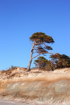 Pine on the background of a sandy cliff and blue sky