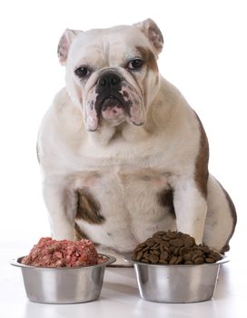 feeding your pet - concept of choosing between raw and kibble