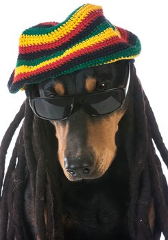 dog in costume - doberman dressed with dreadlocks on white background