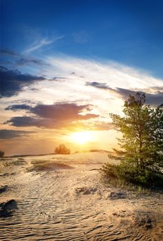 Green tree in sand desert at sunset