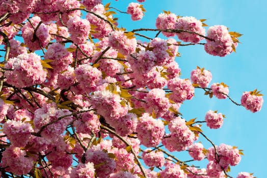 sakura. cherry blossom in springtime, beautiful pink flowers