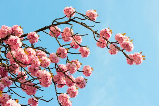 sakura. cherry blossom in springtime, beautiful pink flowers