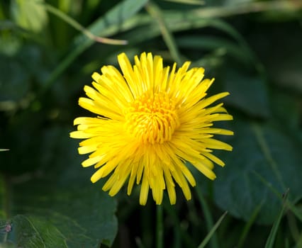 yellow dandelion on a background of green grass