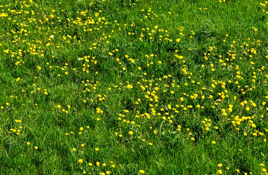 Spring lawn with a lot of dandelions blooming plants on a meadow

