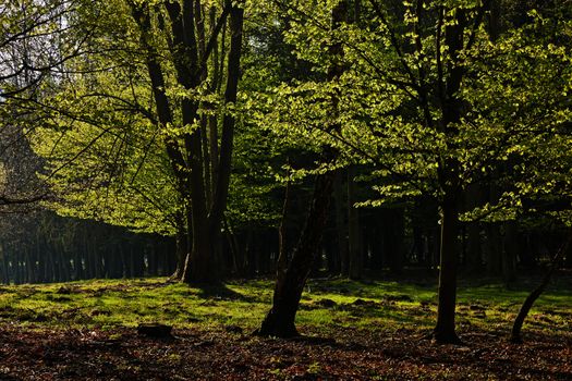 The forest in the morning sunshine