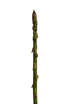 wild asparagus isolated on white background, studio shot