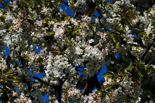 Cherry blossoms against a blue sky