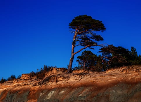 Pine on the background of a sandy cliff and blue sky