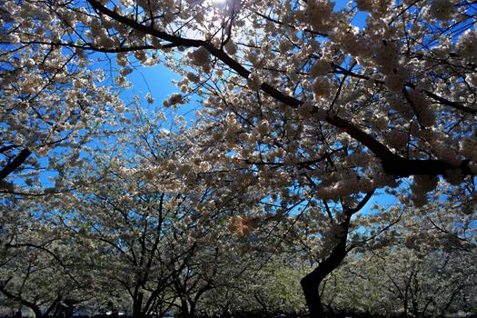 The National Cherry Blossom festival is a spring celebration in Washington DC. It started in 1912 when the Mayor of Tokyo (Yukio Ozaki) gave these Japanese Cherry trees to the City of Washington.