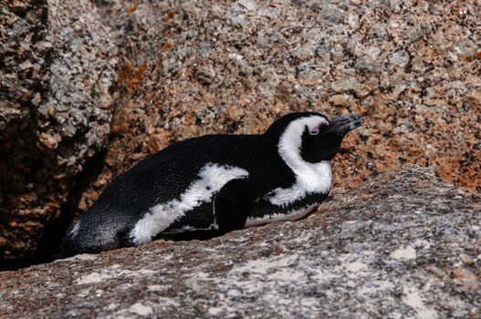 The Boulders section of the Table Mountain National Park in Simons Town is home to a land-based colony of endangered African Penguins.