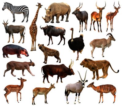 collection of africa animals isolated on white background