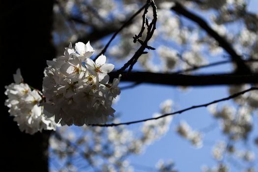 The National Cherry Blossom festival is a spring celebration in Washington DC. It started in 1912 when the Mayor of Tokyo (Yukio Ozaki) gave these Japanese Cherry trees to the City of Washington.