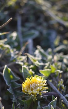 Photo og a Morning frost on the flowers of dandelion