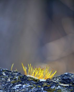 Photo of moss on a rock early in the morning after sunrise