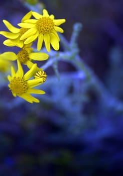 Picture of a Flowers of a chamomile with yellow petals
