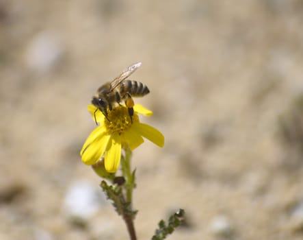 Picture of a Bee on the chamomile flower with yellow petals