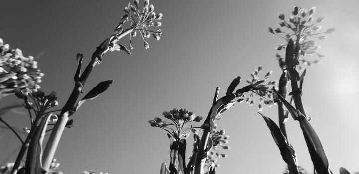 Picture of a Yellow plant flowers on the morning . shot from the bottom