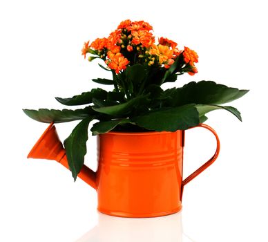 Kalanchoe flower in a orange water-pot isolated on white