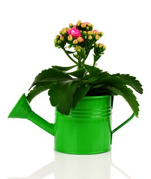 Kalanchoe flower in a  water-pot isolated on white