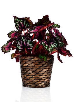 Begonia plant in pot, on white background