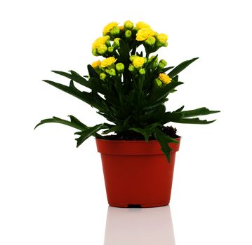 Kalanchoe blossfeldiana flower in pot on white background